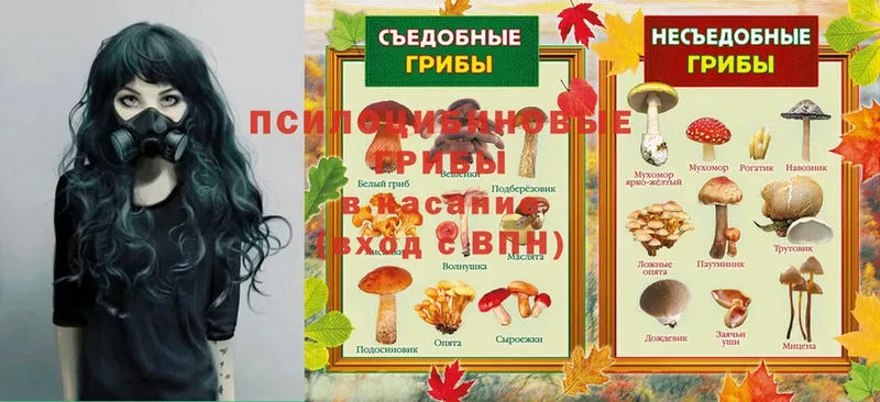 Псилоцибиновые грибы Psilocybe  Сертолово 